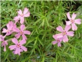 phlox